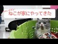 はじめておうちに猫がやってきた！息子が大興奮！【おすずタイムズ】