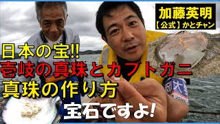 日本の宝壱岐の真珠とカブトガニカブトガニが暮らす海は豊かになるみんなの海を大切に世界のカブトガニも紹介生物多様性 Tachypleus tridentatus ≫ 加藤英明【公式】かとチャン