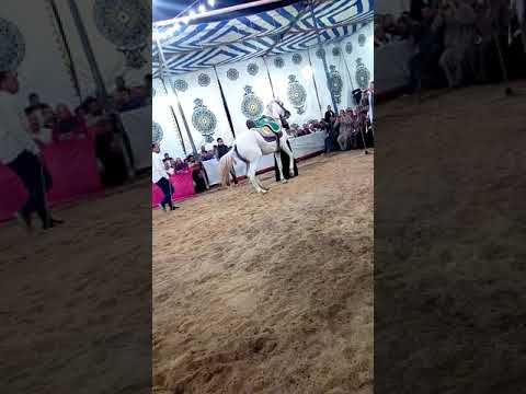 رقصنا ياعم