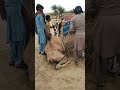 قصة يومية من سوق الجمال قصة يومية من سوق الجمال