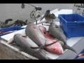 Commercial fishing off shore for amberjackwarsaw grouperred snapperand king fish