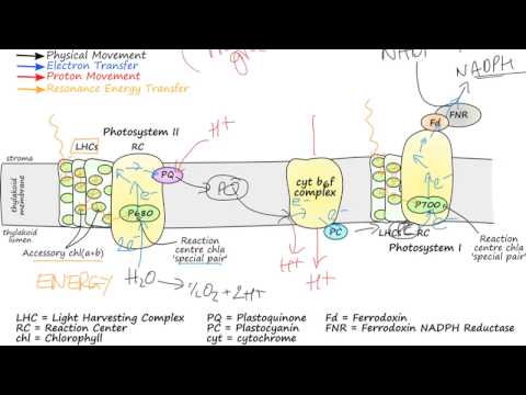 Photosynthetic Electron Transport