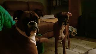 Only Boxer Dog owners know! by Layla the Boxer Dog 8,488 views 3 years ago 3 minutes, 56 seconds