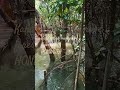 Mangroves Kandevana I Honnavara I Karnataka tourism #travel
