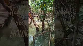 Mangroves Kandevana I Honnavara I Karnataka tourism #travel