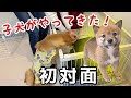 我が家に家族が増えました！ドキドキの初対面！【豆柴】