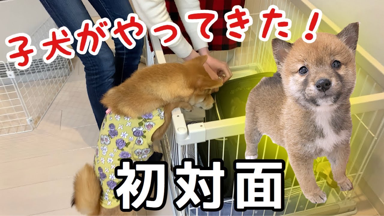 豆柴福ちゃん富くん の飼い主 ママ のwiki風プロフィール つれづれぶろぐ 豆柴福ちゃん富くん の飼い主 ママ のwiki風プロフィール つれづれぶろぐ