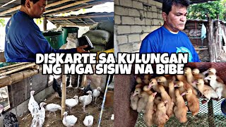 DISKARTE SA KULUNGAN NG MGA SISIW NA BIBE