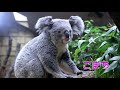 【東山動植物園公式】コアラ２頭の旅立ちの日 《 コアラ 》