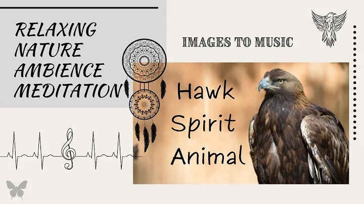 Hawk Watching to Music - Hawk Spirit Animal Totem