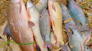 Câu cá sông tự nhiên ngày gió rét | Mồi gạch tổng hợp siêu nhạy