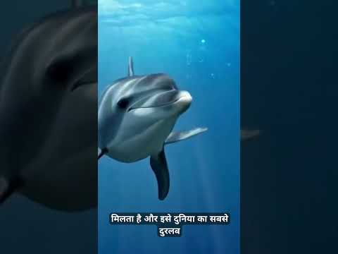 दुनिया के 3 सबसे Rare Animals 🐾 | You Didn’t Know! #shorts # #funny #comedy #home #love