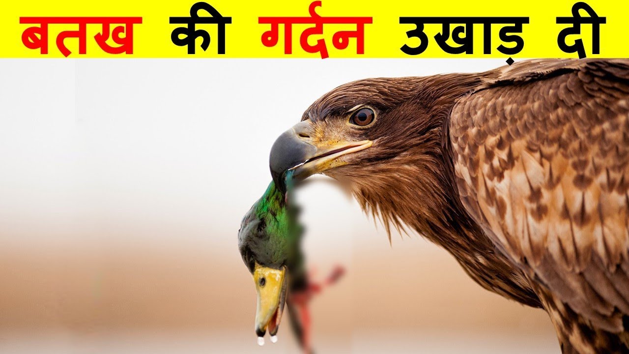 चील का ऐसा खतरनाक हमला आपने नहीं देखा होगा। MOST AMAZING AND UNBELIEVABLE EAGLE ATTACK.