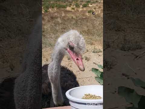 Кормим страусов #шортс #страус #shorts #short #shortsvideo #shortfeed #ostrich #farm #ферма #cool