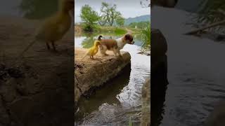 Puppy and Duckling