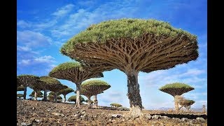 16 самых красивых деревьев мира. 16 самых красивых деревьев мира.