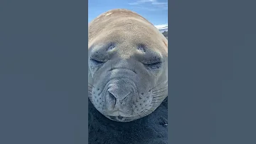 КАК ЧИХАЕТ МОРСКОЙ КОТИК? HOW DOES A SEAL SNEEZE?