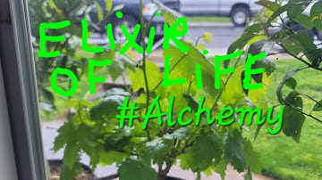 Does The Elixir of Life Work? #alchemy