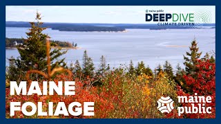 How climate change is impacting Maine’s iconic fall foliage