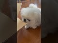 ペキニーズ セブくん 悪い子ちゃん😅ダンボールはみはみ #pekingese #ペキニーズ