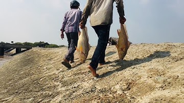 Đi câu cá sông Soài Rạp gặp ghe lên cặp cá sủ vàng