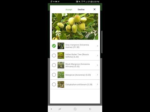Como identificar Avicennia marina ou Mangrove litoral com PlantSnap