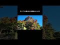 ＃shorts 北鎌倉の紅葉（建長寺）