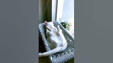 This Lazy Cat Is Addicted to Sleep! 😴😹🔥 #cat #catvideos #funny #youtubeshorts #shorts #comedy