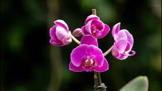 Perosen pertumbuhan bunga anggrek!!!