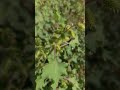 عشب الشبيط   من الفصيلة النجمية 