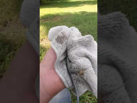 How to catch a lizard with bare hands easy