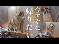 謎に満ちたお留守番の様子をモニタリングしてみたらまさかの結果に…‼︎【Google Nest Cam / doorbell】