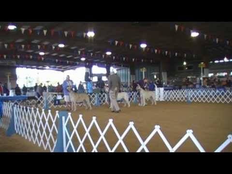 Saline County Kennel Club of Arkansas 10-25-09