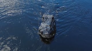 ALLIGATOR COMES TOO CLOSE!!!
