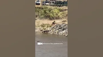 Watch As A Lion Attacks A Herd Of Crossing Wildebeest Masai Mara Sightings Masai Mara Safari 