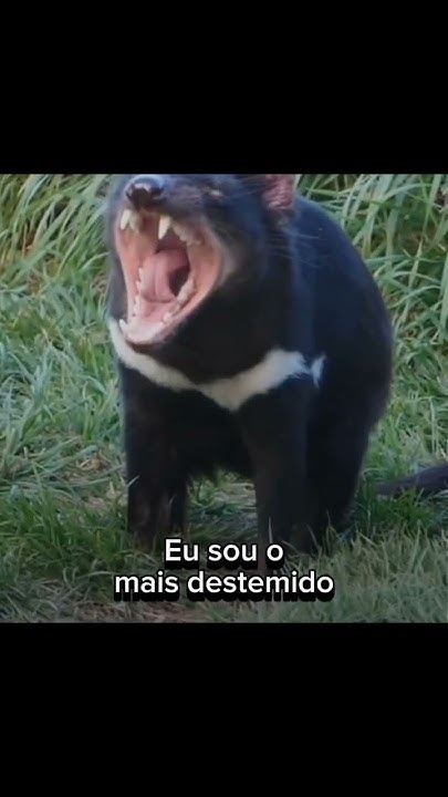 O animal mais destemido do mundo | Edit #shorts #animais #curiosidades ...