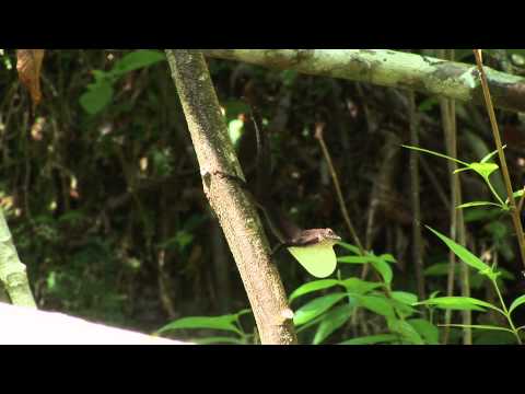 Cuba Endmica - Unique lizards from Cuba. Full HD.