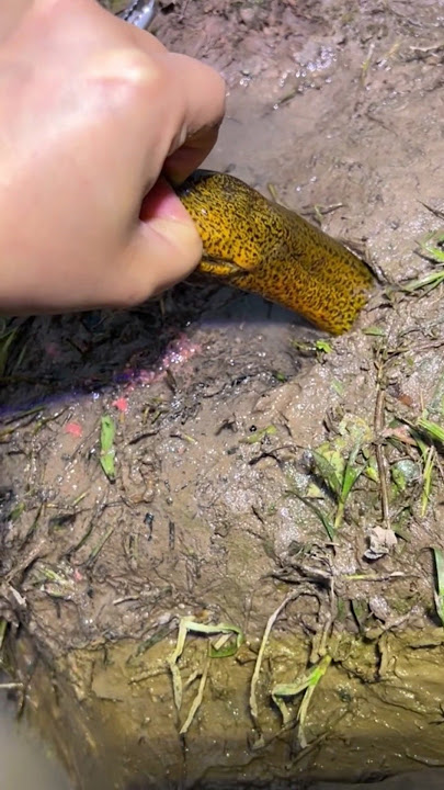 Hunting eels, I thought they were small but they turned out to be big