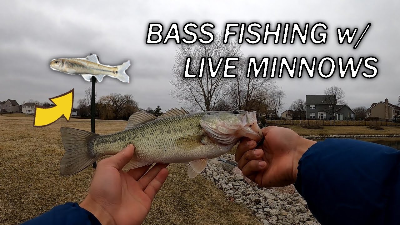 Bass Fishing with Live Minnows!!! Early Spring Bass Fishing (Tons of  Action) 