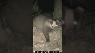Badger in focus | Trail Camera Wildlife | Garden Watch Burton Joyce | #wildlife