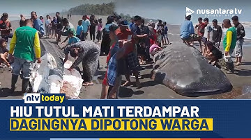Viral! Hiu Tutul Terdampar di Pantai Cilacap, Warga Langsung Berebut Daging | NTV TODAY