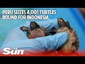 Peru seizes 4,001 turtles bound for Indonesia