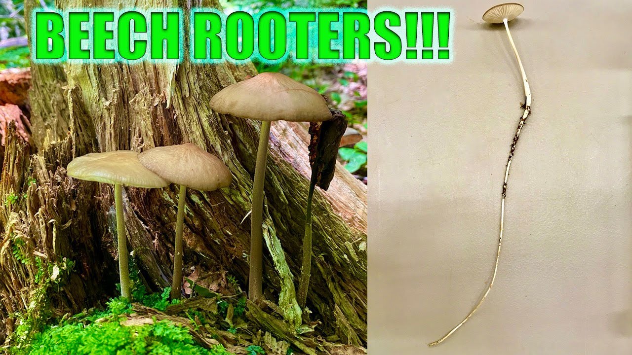 Beech Rooter BEHOLD! The BEECH ROOTER Mushroom! Oudemansiella furfuracea - YouTube