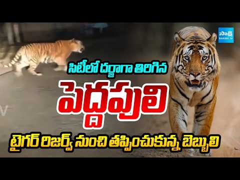 నడి రోడ్డుపై పులి...జైపూర్‌ హైవేలో ట్రాఫిక్‌ జామ్‌ | Tiger Roaming At Jaipur Highway | Sakshi TV