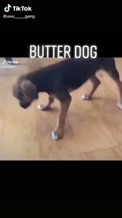 Butter dog