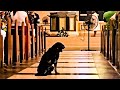 Dog Won't Leave Church, Pastor Checks Camera