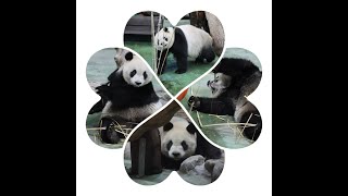 20240425 圓仔竹竿啃太累 喝完水就直接睡(早餐) Giant Panda Yuan Zai