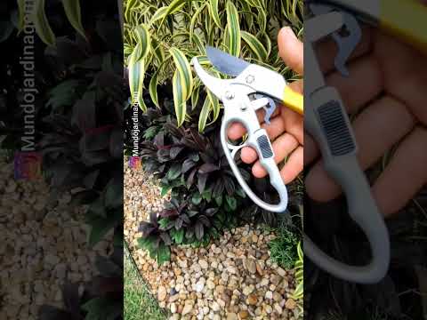 Vídeo: Propagação da planta Dracaena – Aprenda a propagar uma planta Dracaena