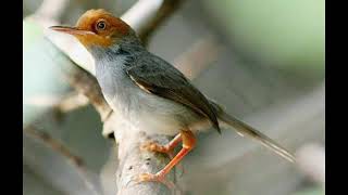 Download Lagu pikat prenjak merah/atas/kepala merah full jernihhhh  auto lengket MP3