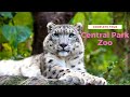Central Park Zoo New York NYC Complete Tour Uncut #centralparkzoo #nyc #centralpark #zoo #newyork